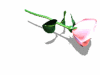 Swinging Rose